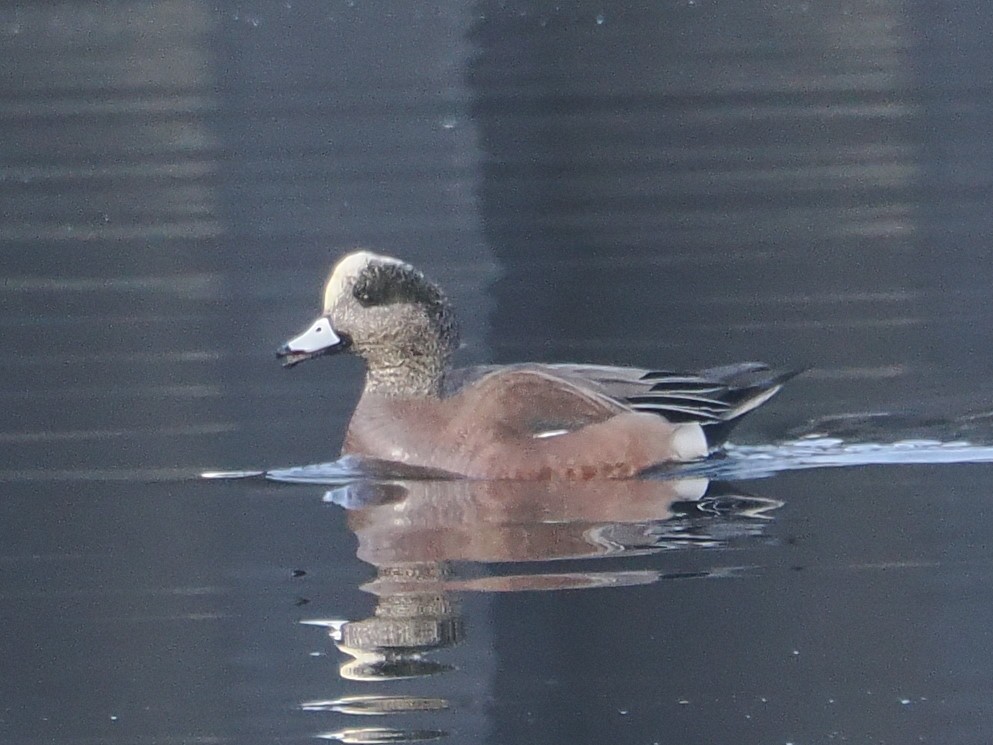 American Wigeon - Yasuhiro Kawasaki