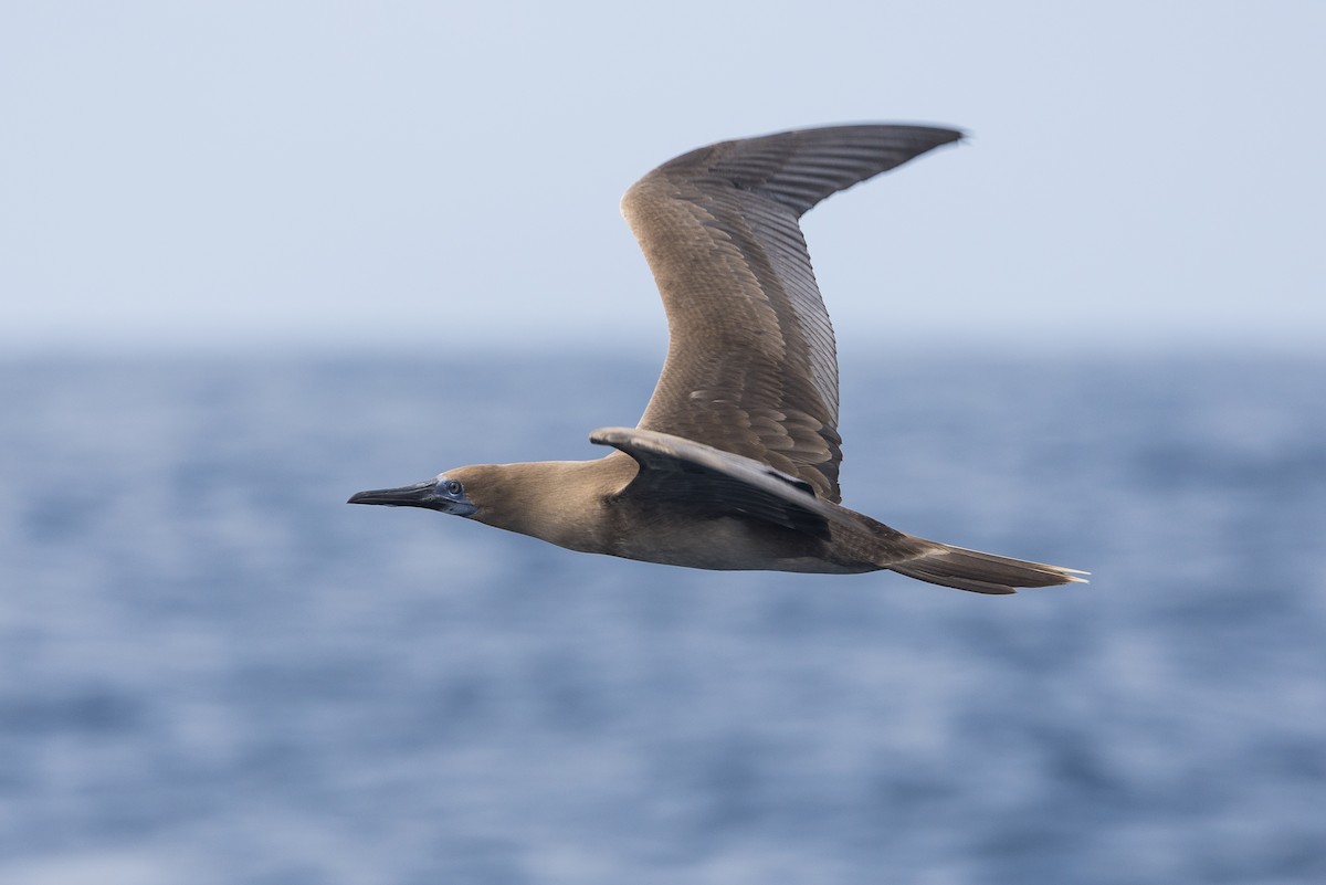 Red-footed Booby (Eastern Pacific) - ML614134259