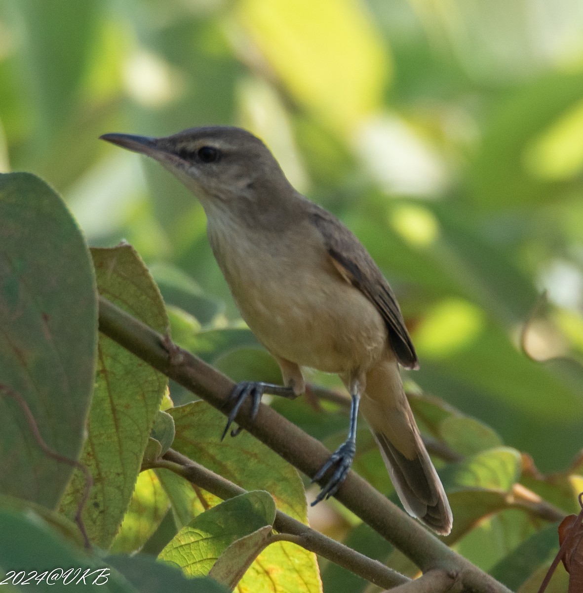 Carricerín/Carricero sp. - ML614134266