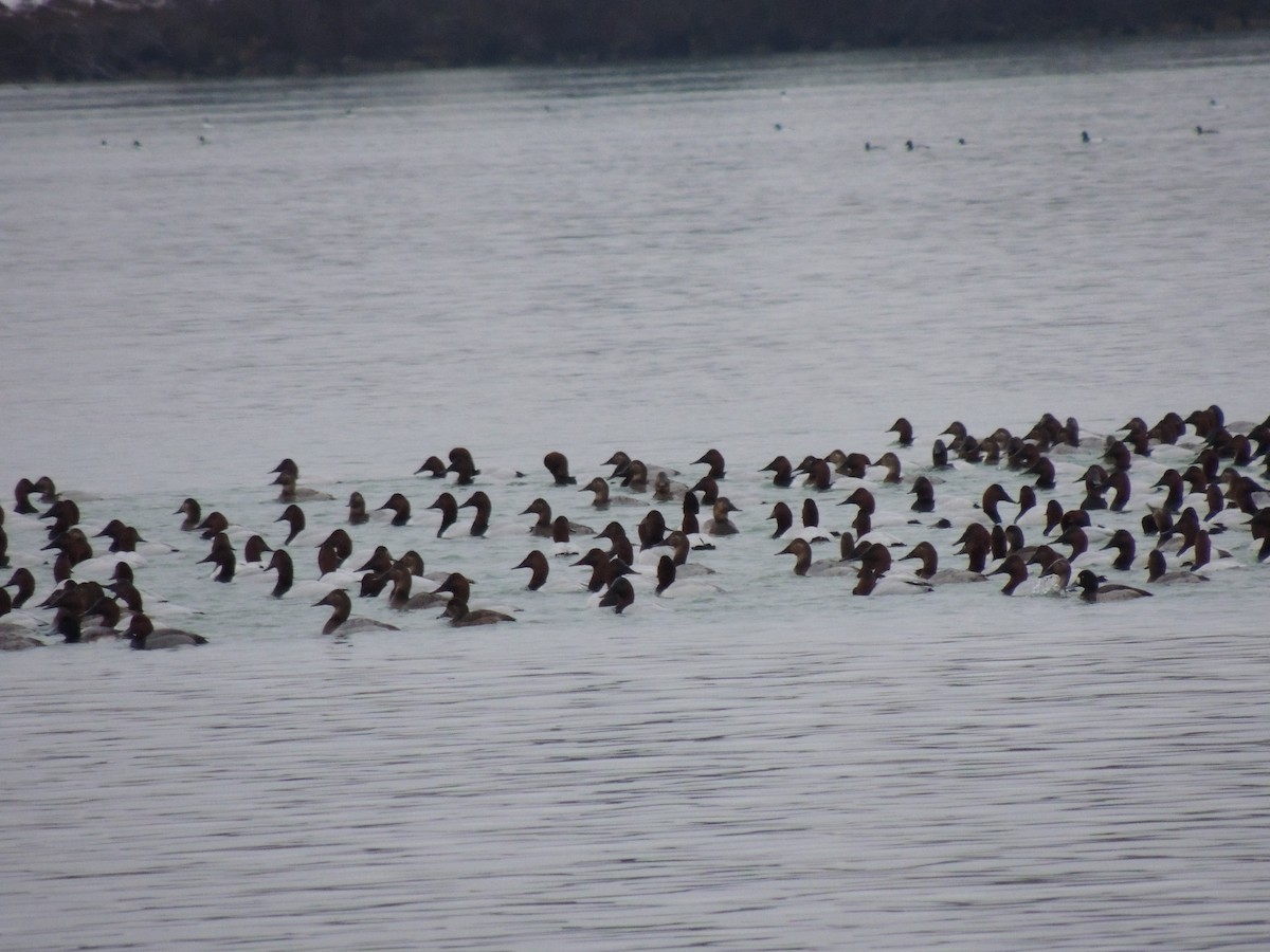 Greater Scaup - ML614134312