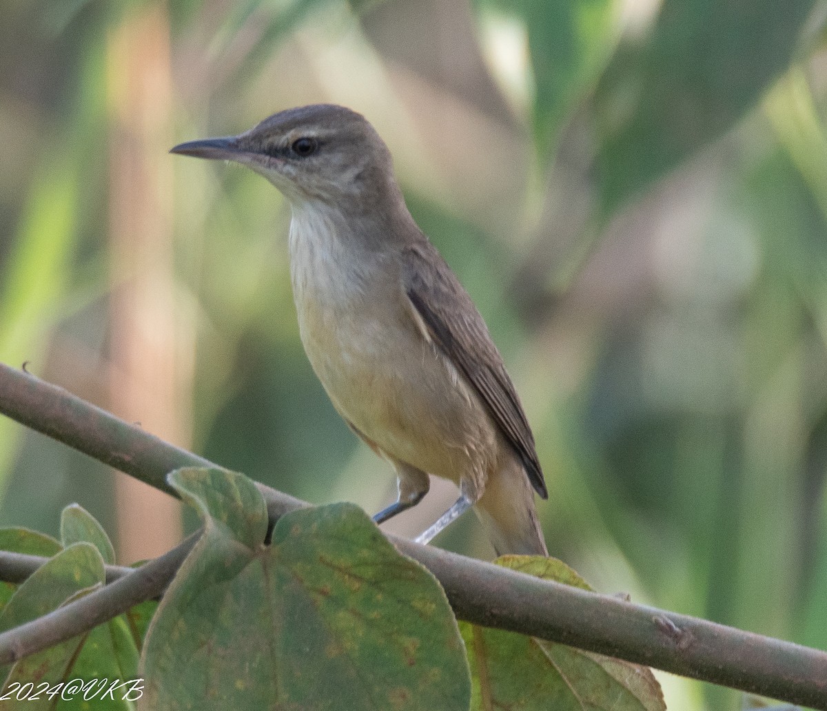 Acrocephalus sp. - ML614134318