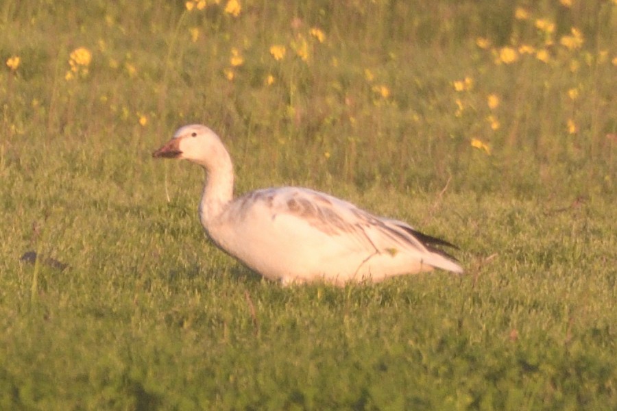 Snow Goose - Jari Toivanen