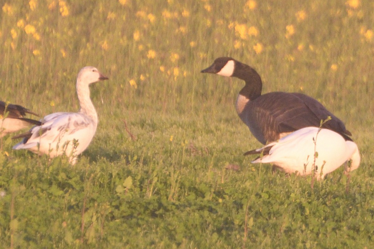 Snow Goose - ML614134400