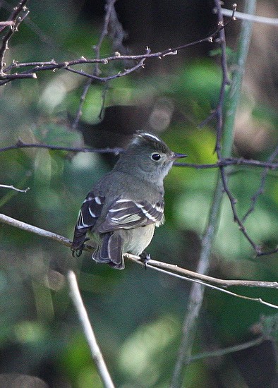 White-crested Elaenia - ML614134406