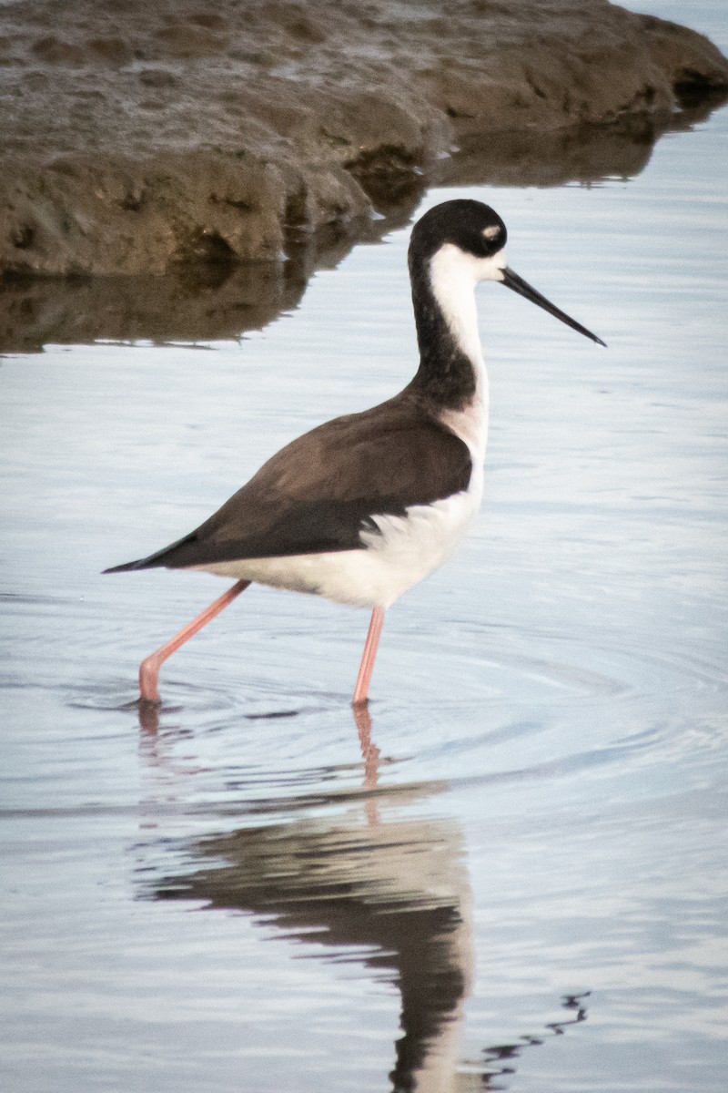 Black-necked Stilt - ML614134423