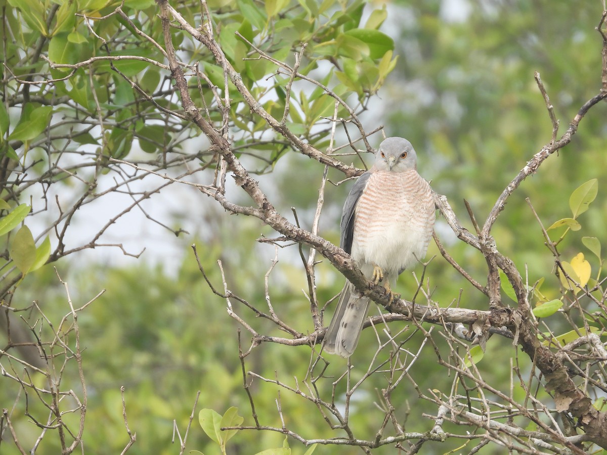 Shikra - ML614134434