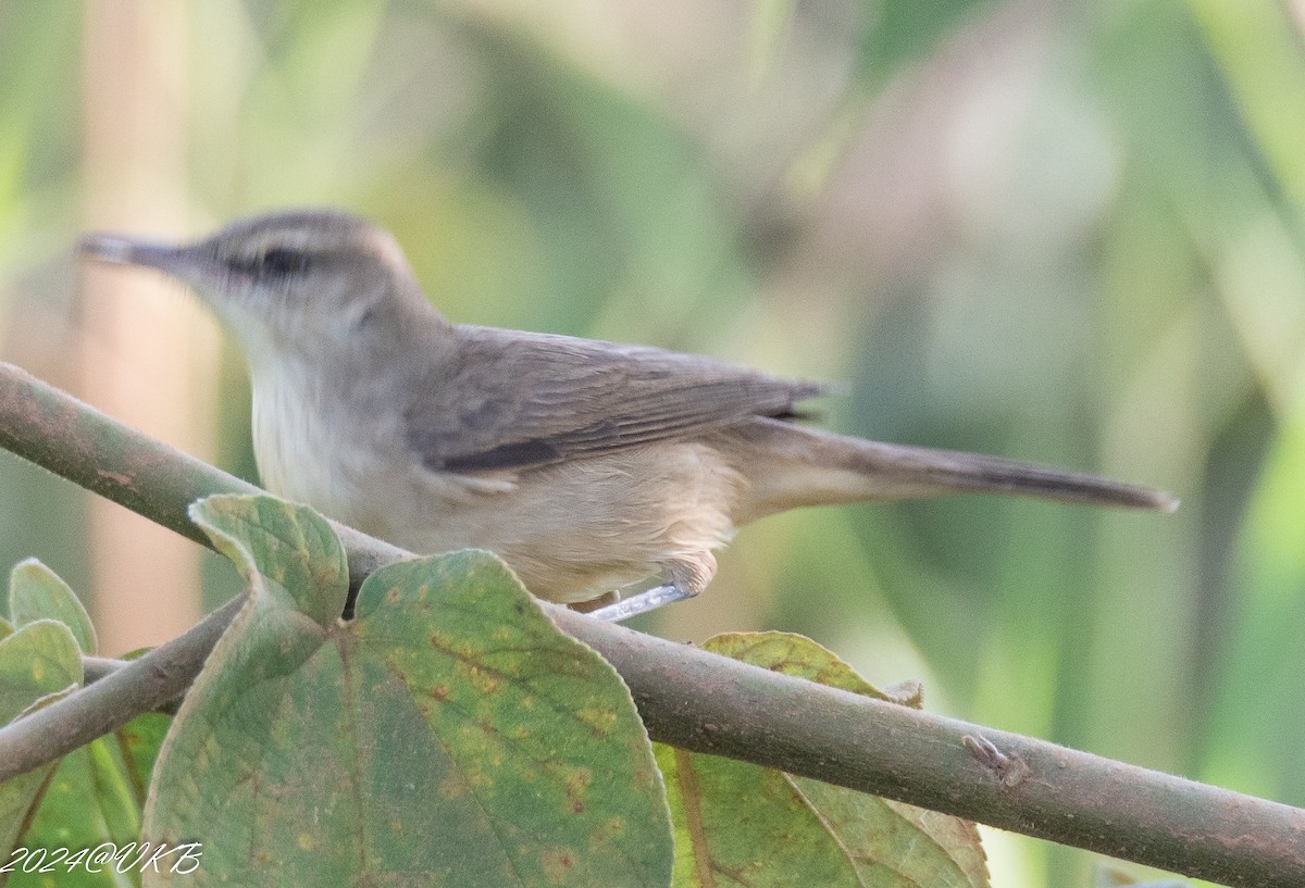 Acrocephalus sp. - Balagopal VK