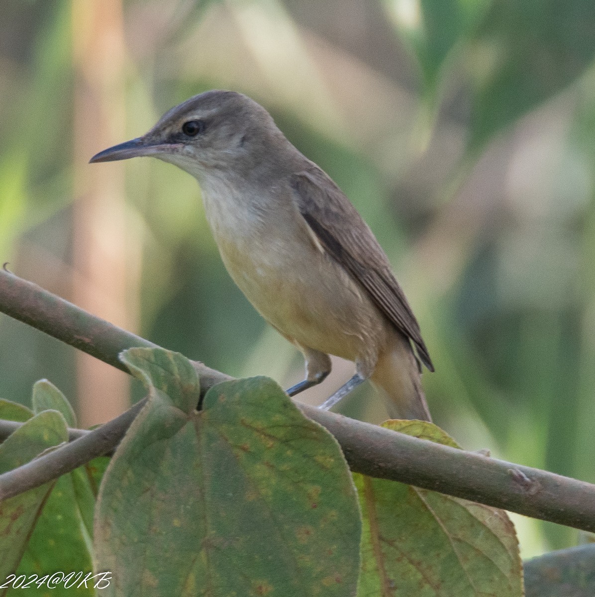 Acrocephalus sp. - ML614134438