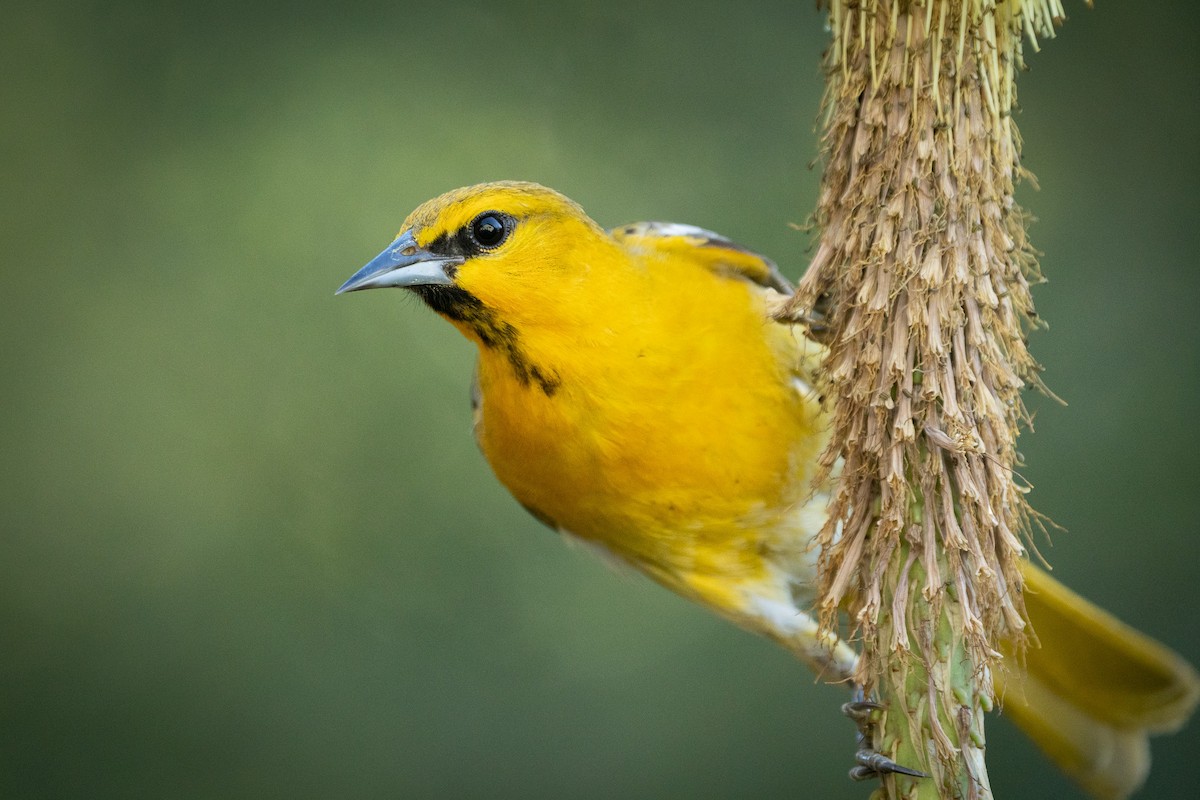 Bullock's Oriole - ML614134447
