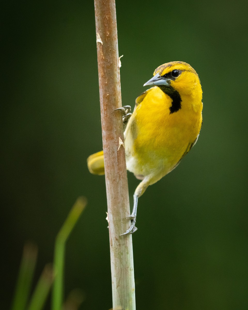 Bullock's Oriole - ML614134448