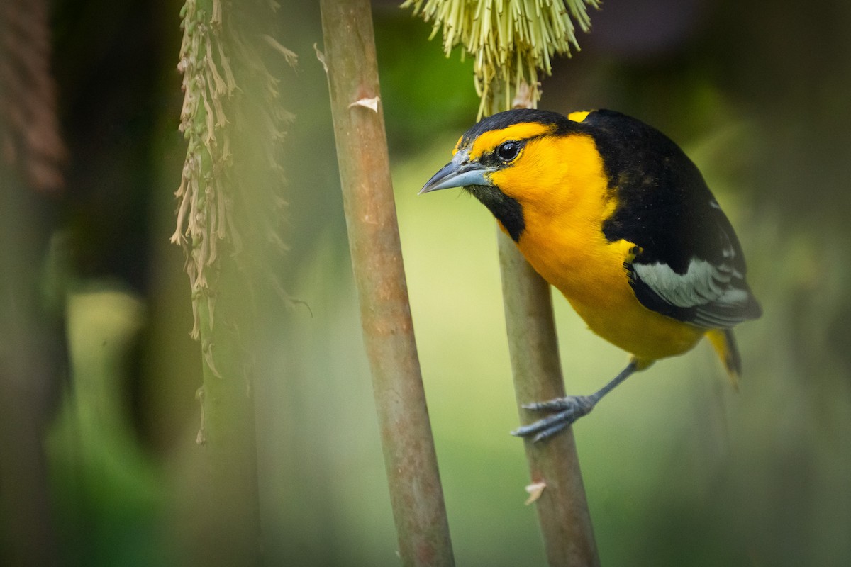 Bullock's Oriole - ML614134449