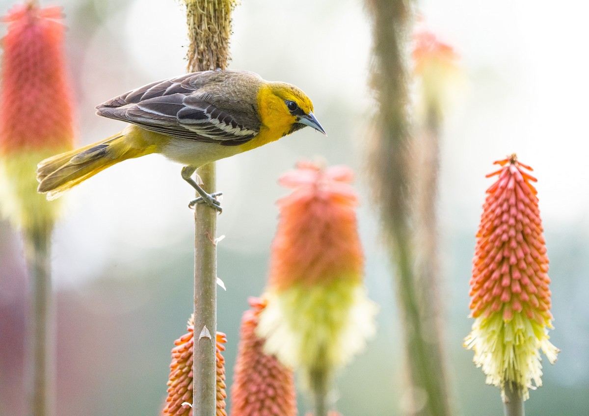 Bullock's Oriole - ML614134450