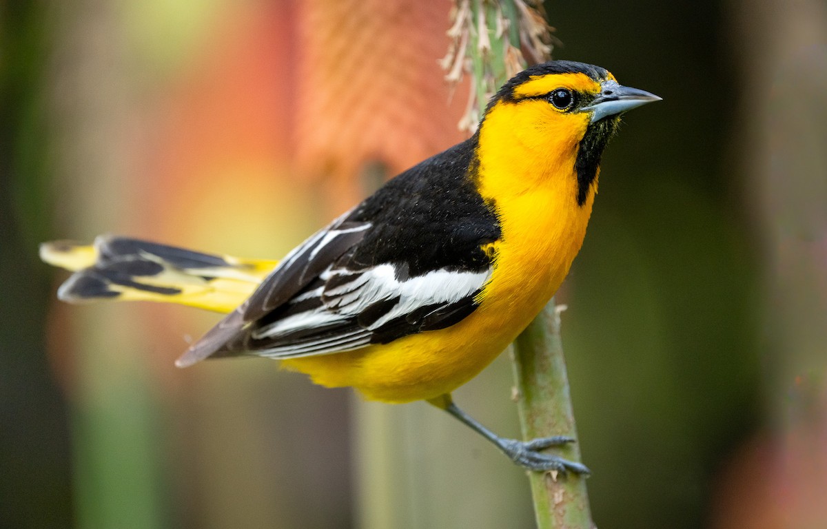 Bullock's Oriole - ML614134451