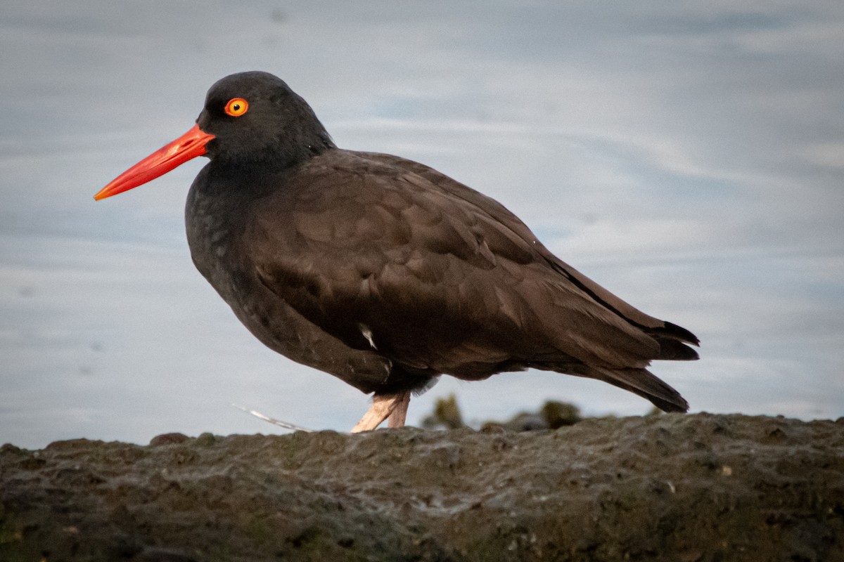 Black Oystercatcher - ML614134462