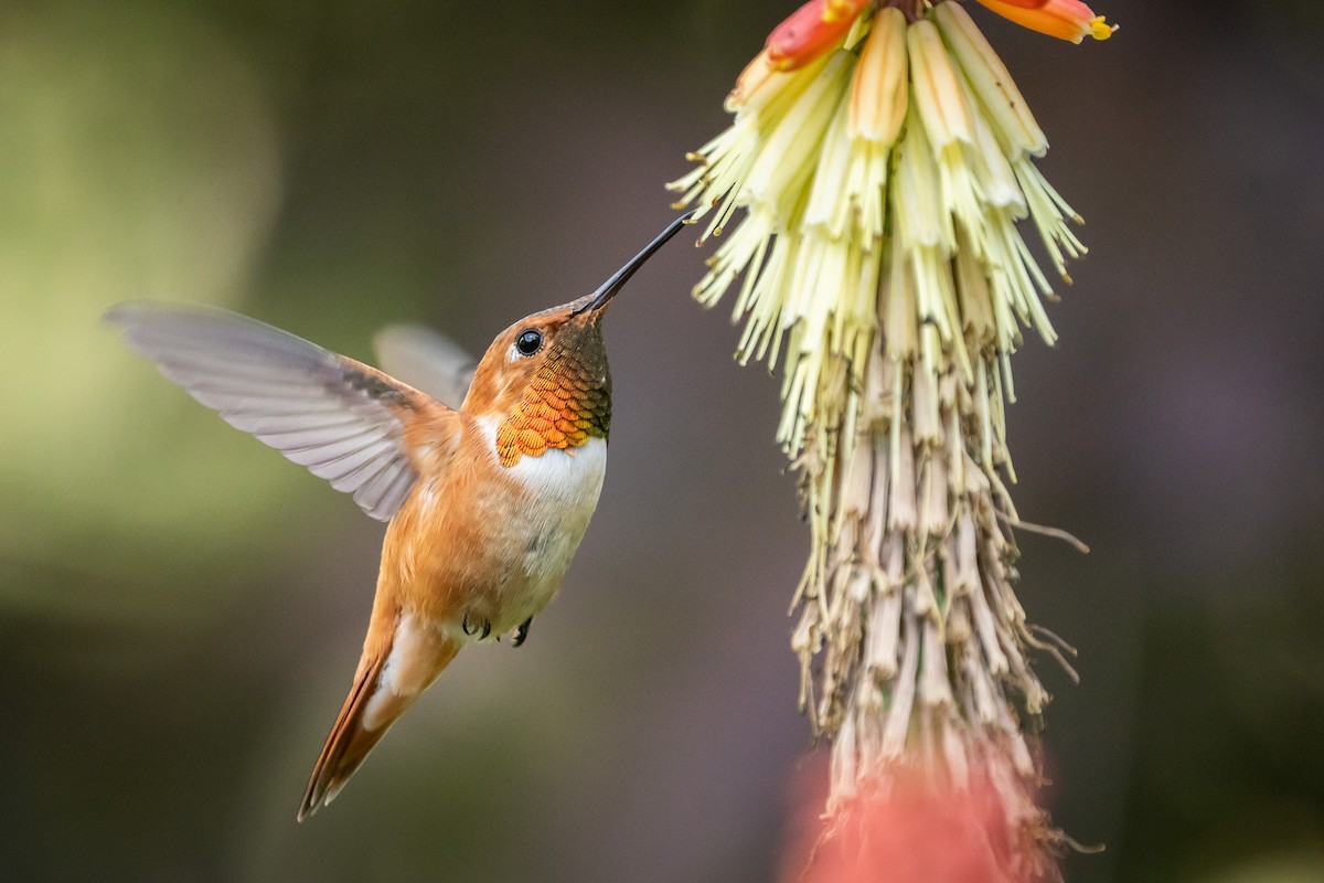 Rufous Hummingbird - ML614134496