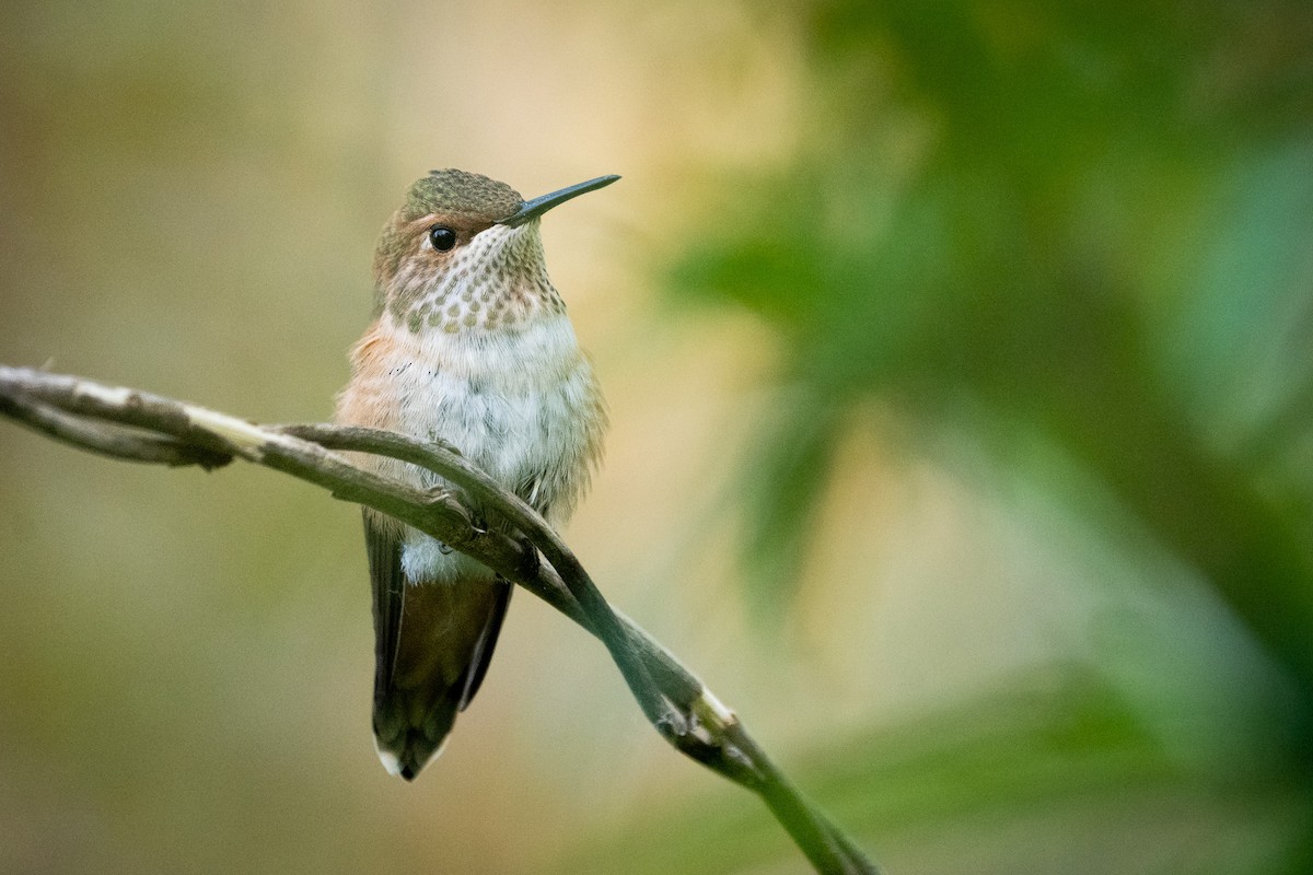 Rufous Hummingbird - ML614134497
