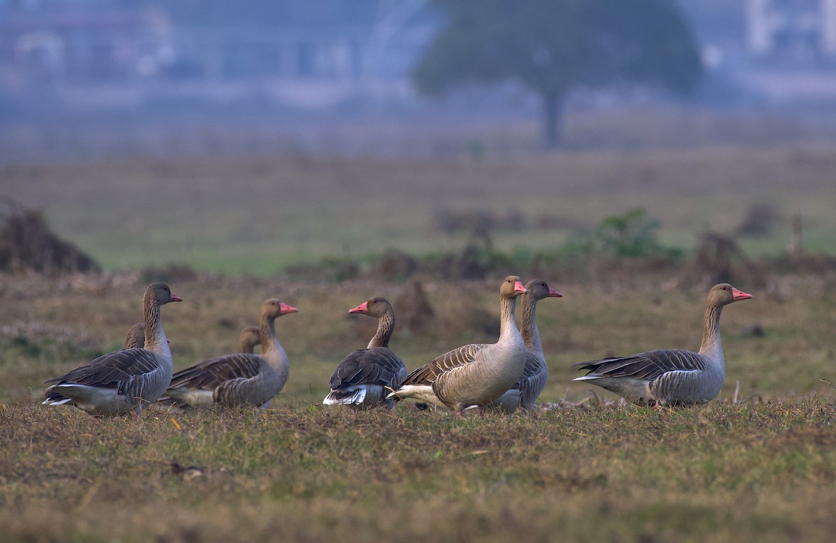 Graylag Goose - ML614134519