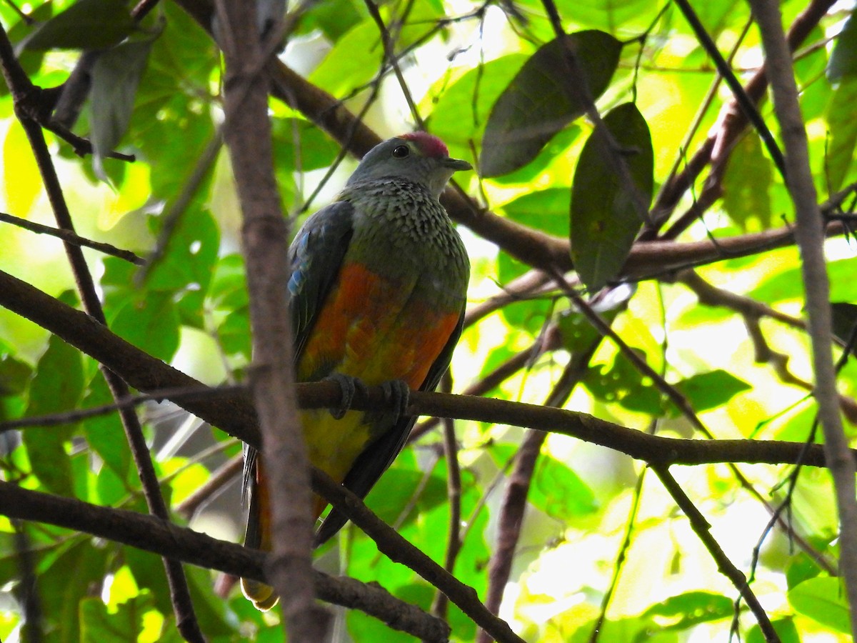 Rose-crowned Fruit-Dove - ML614134523