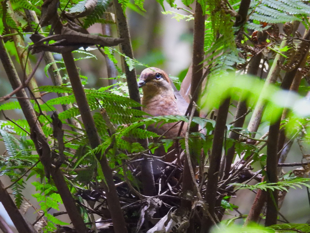 Brown Cuckoo-Dove - ML614134554