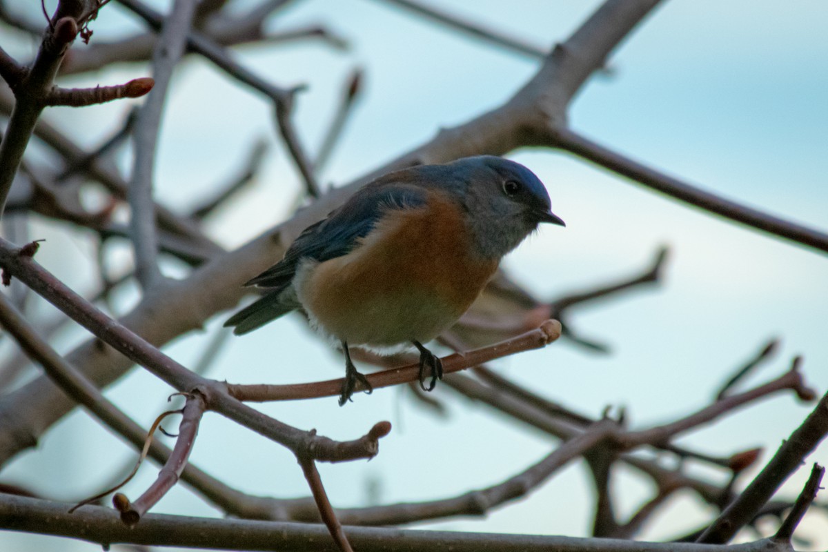 Western Bluebird - ML614134581