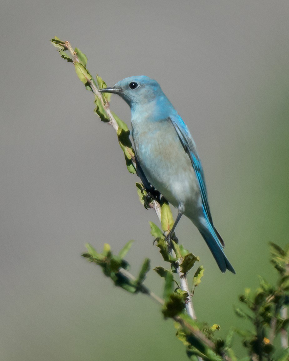 Mountain Bluebird - ML614134636