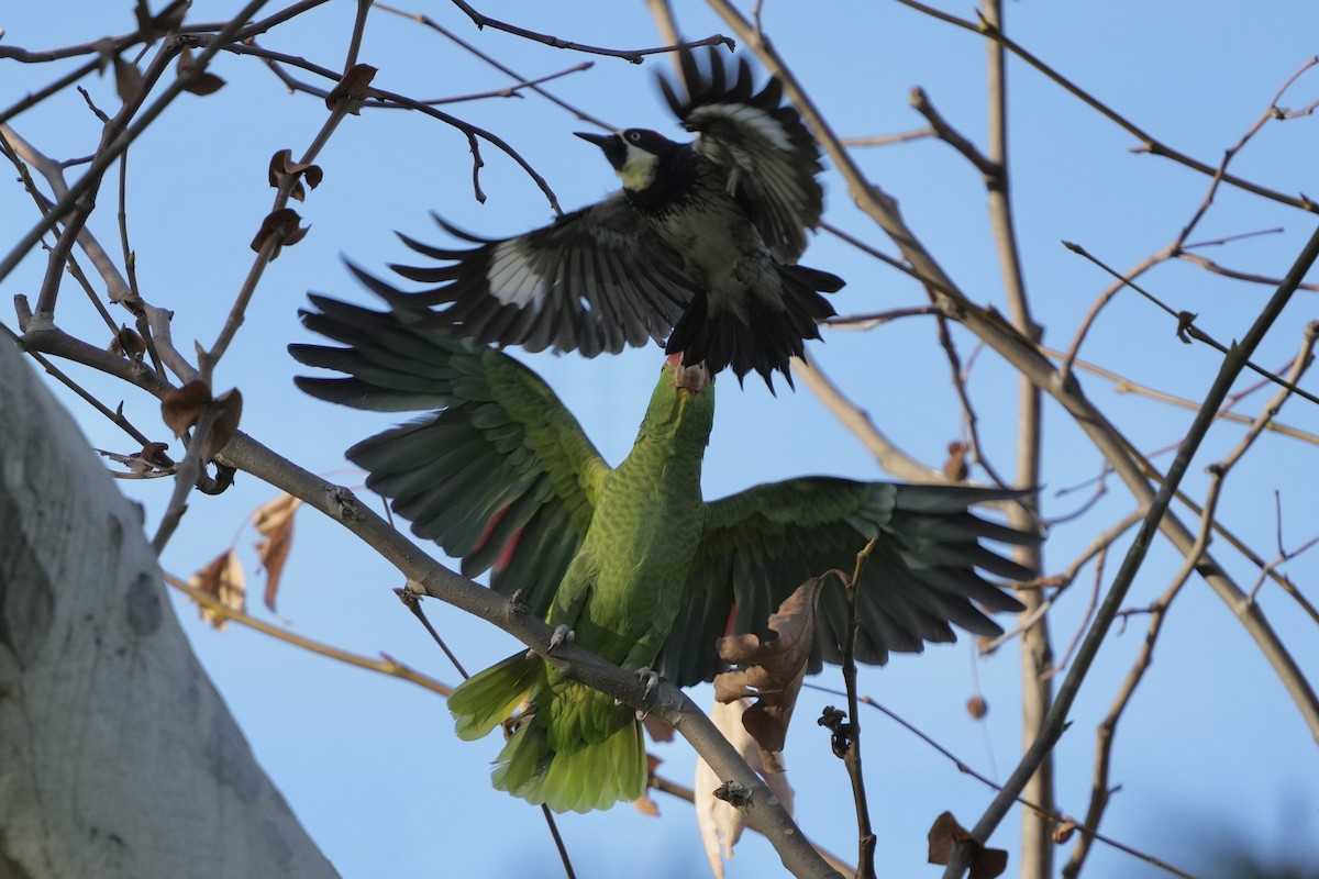 Acorn Woodpecker - Tom Cassaro