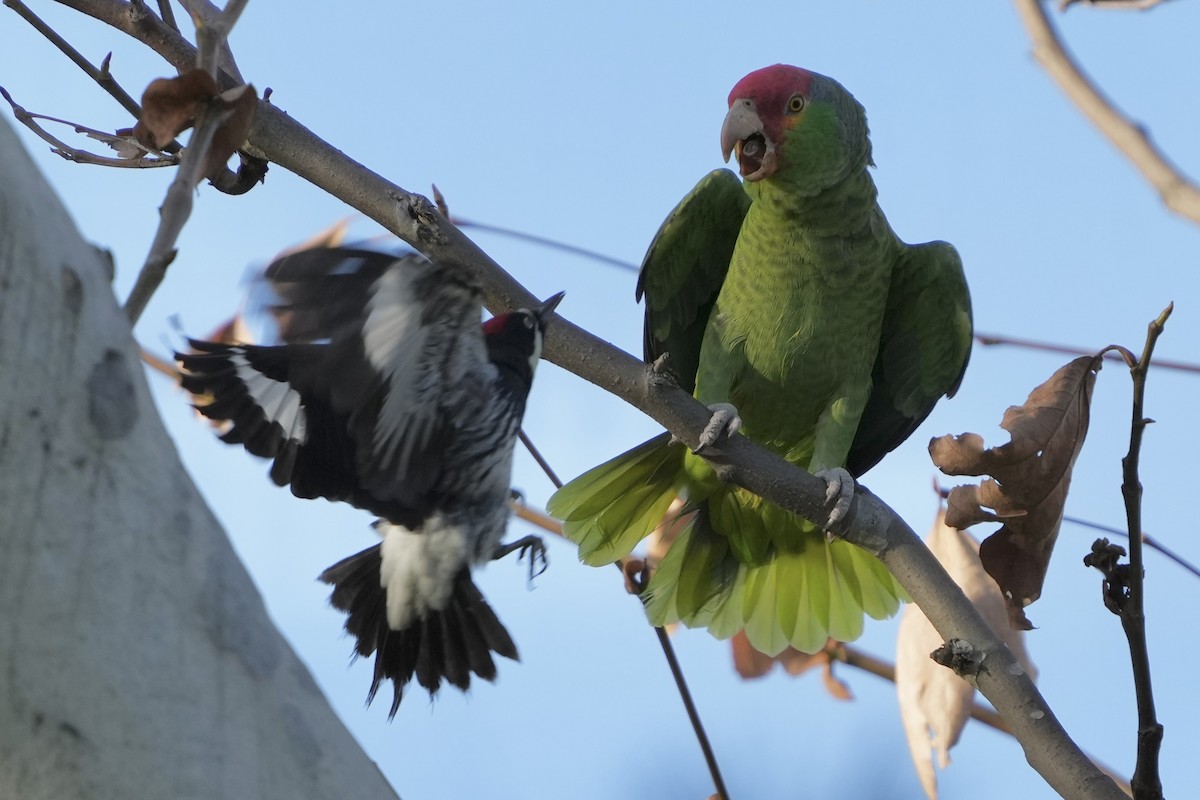 Red-crowned Parrot - ML614134701