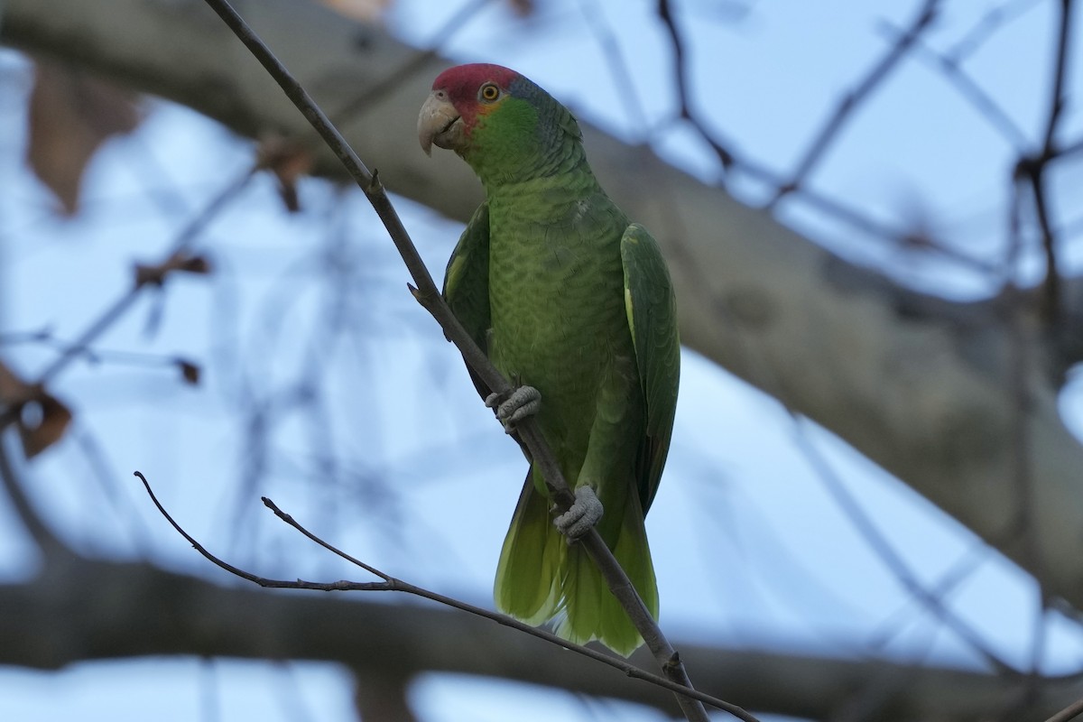 Red-crowned Parrot - Tom Cassaro