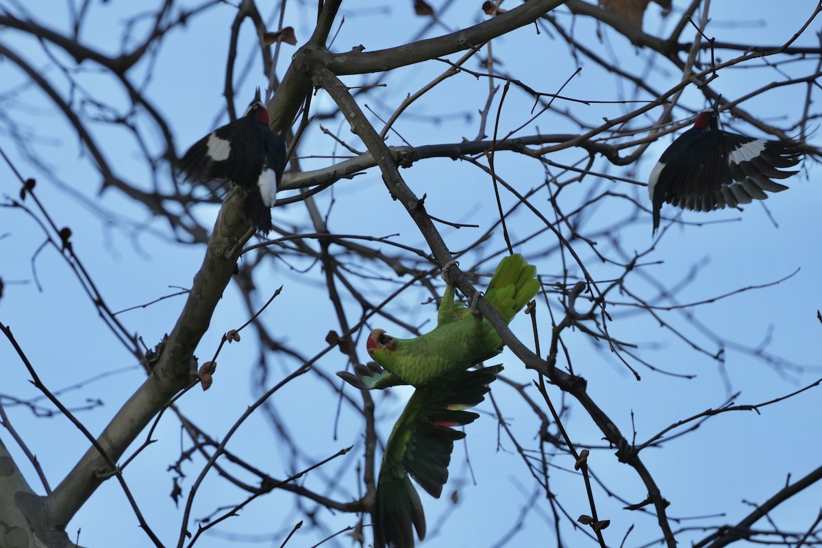 メキシコアカボウシインコ - ML614134704