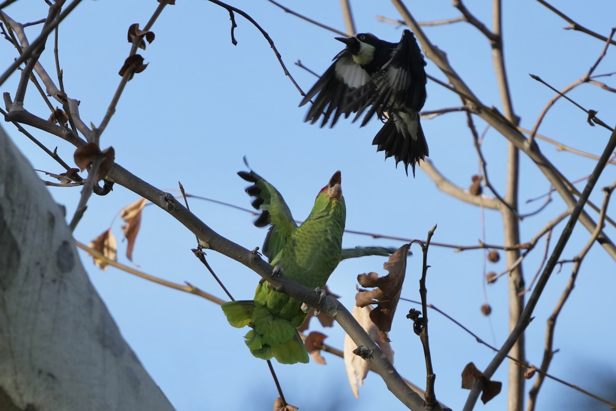 Red-crowned Parrot - ML614134705