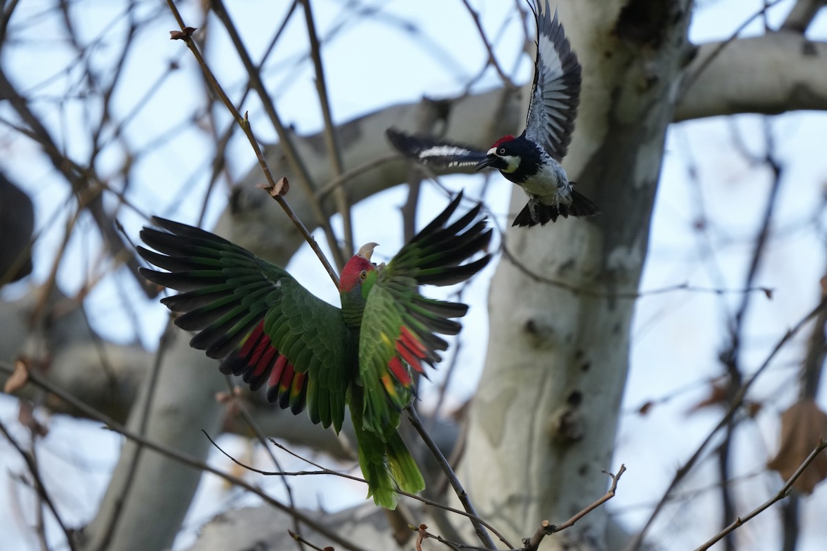 メキシコアカボウシインコ - ML614134707