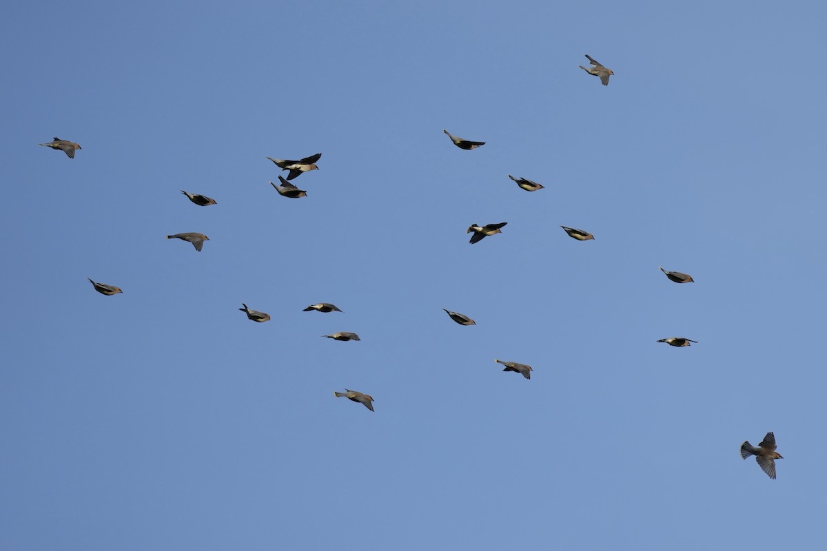 Cedar Waxwing - ML614134717