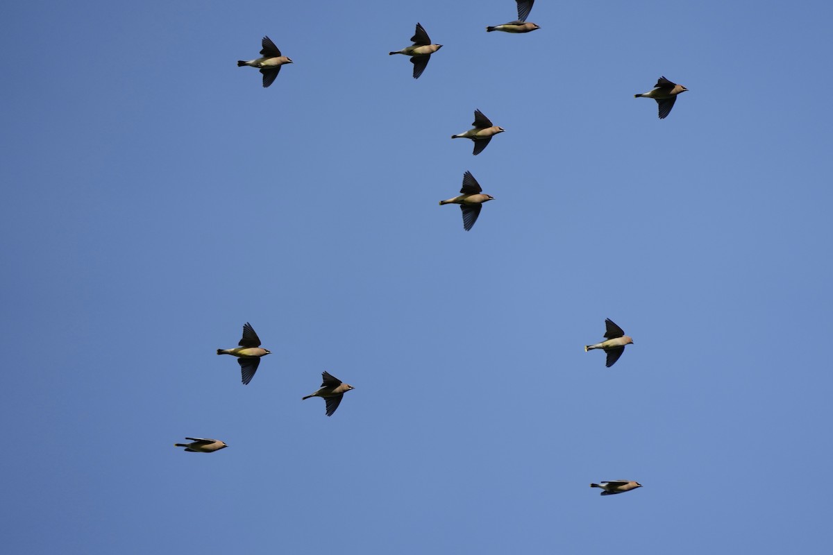 Cedar Waxwing - ML614134718