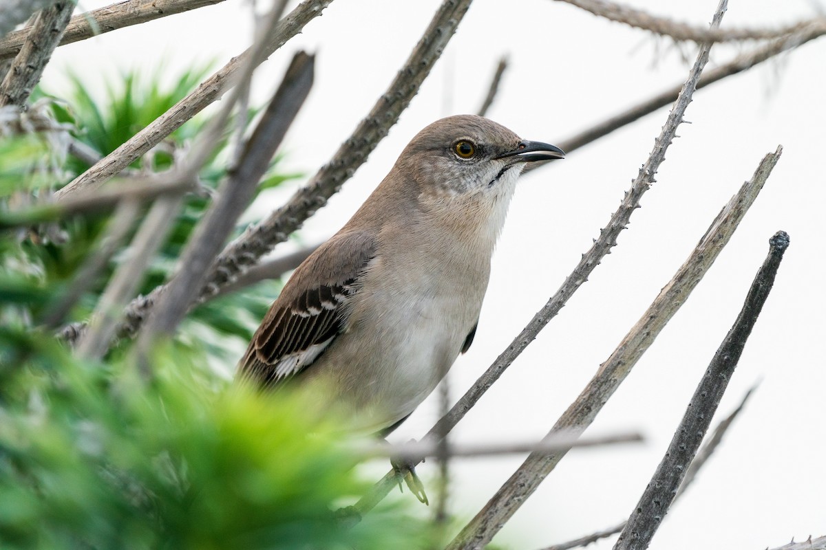 Northern Mockingbird - ML614134725