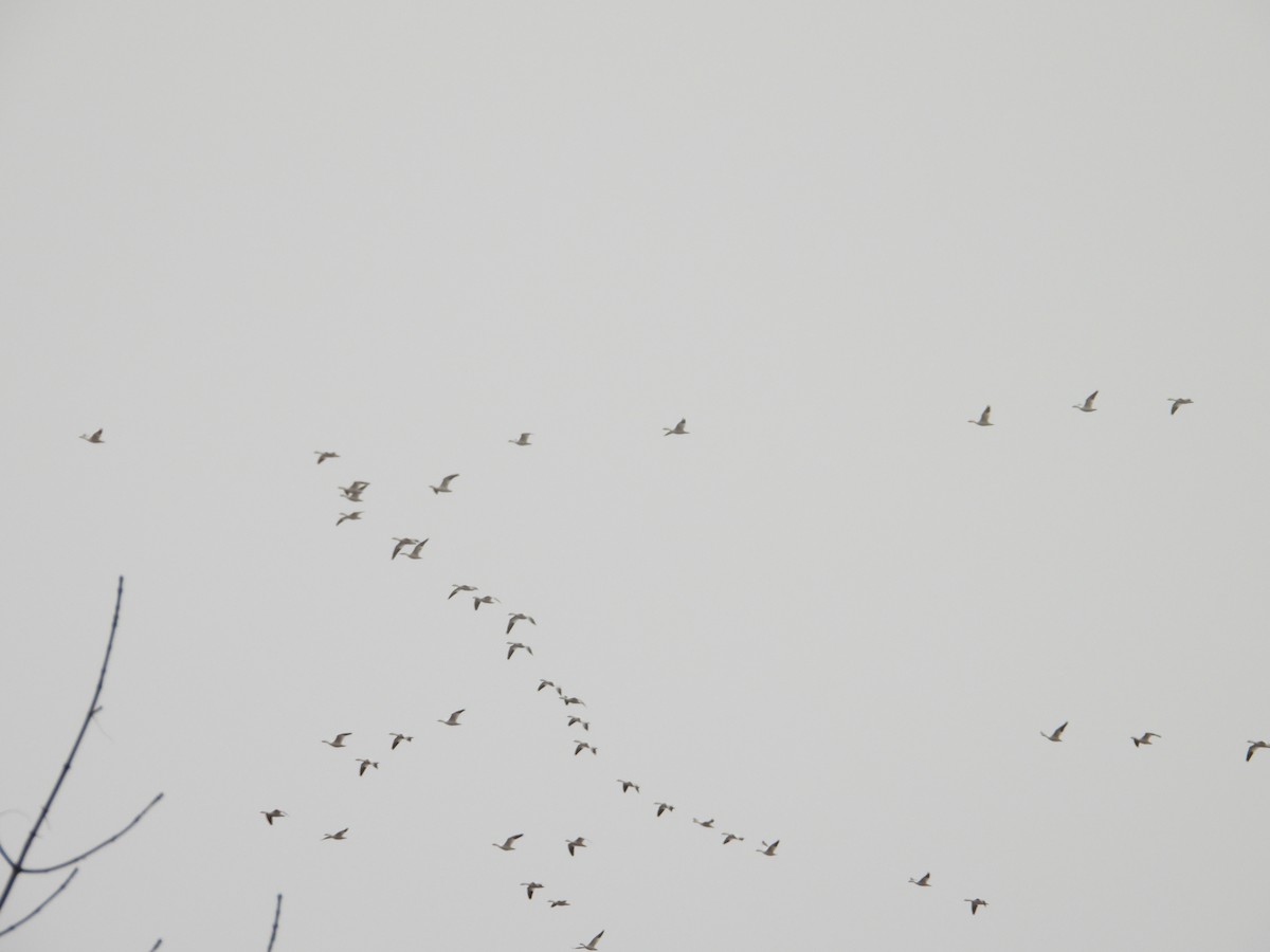Snow Goose - ML614134744
