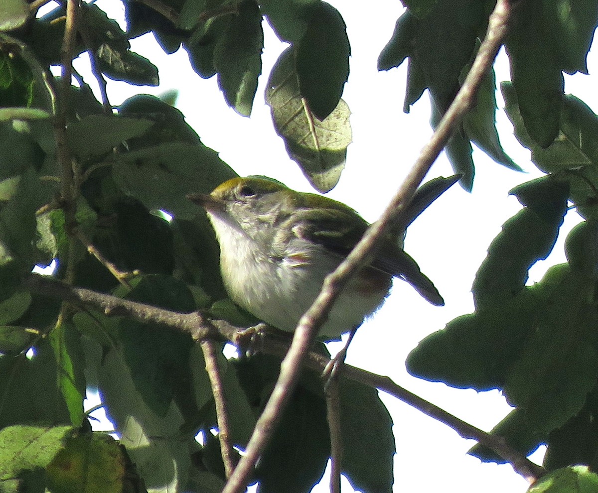 Chestnut-sided Warbler - ML614134777