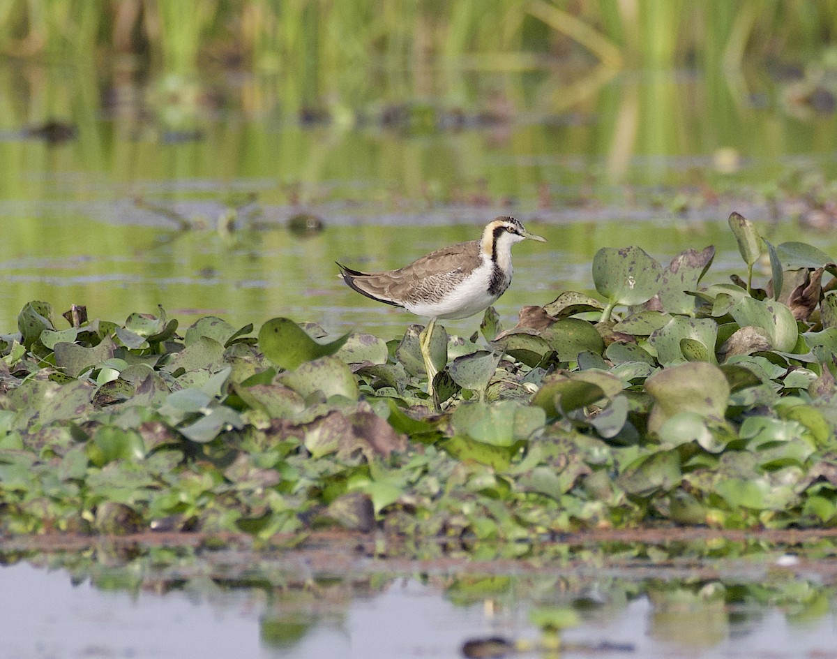 Pheasant-tailed Jacana - ML614134803