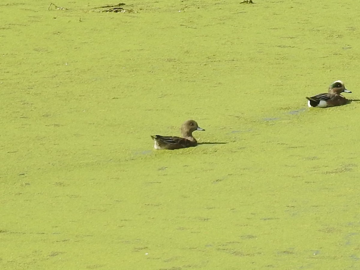 Eurasian Wigeon - ML614134838