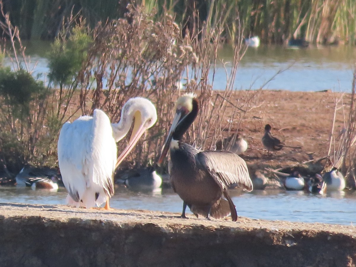 American White Pelican - ML614134852