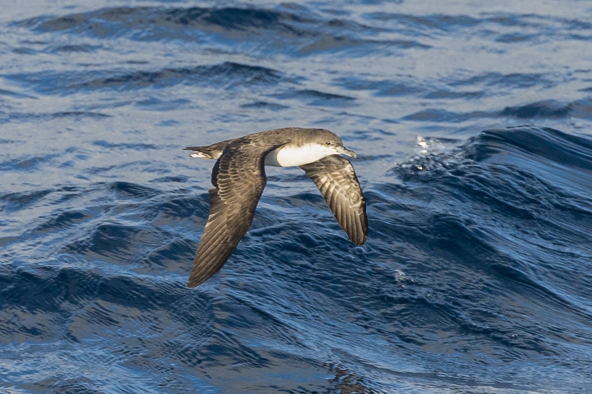 Puffin des Galapagos - ML614134872