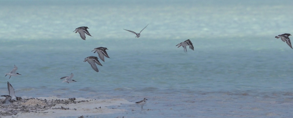 Ruddy Turnstone - ML614134879