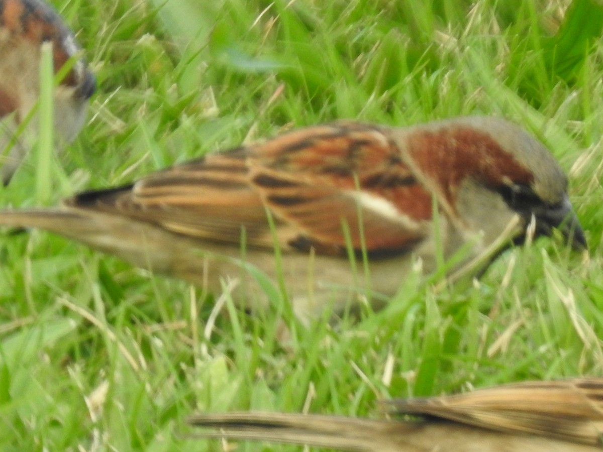 House Sparrow - ML614134909