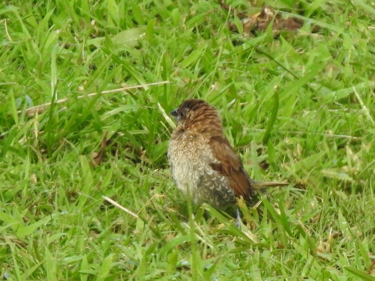 Scaly-breasted Munia - Mel & Jeanne Goff