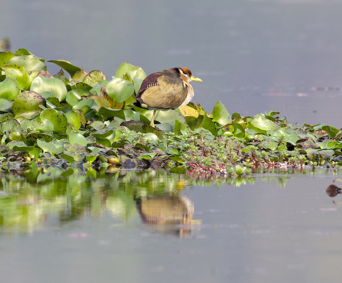 Bronze-winged Jacana - ML614134916