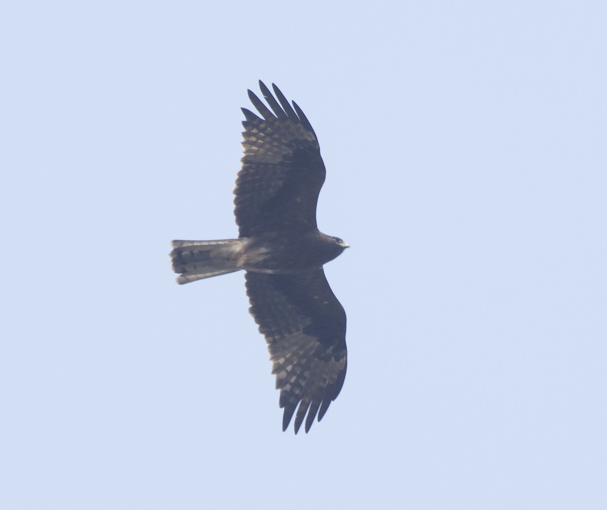 Booted Eagle - ML614134918