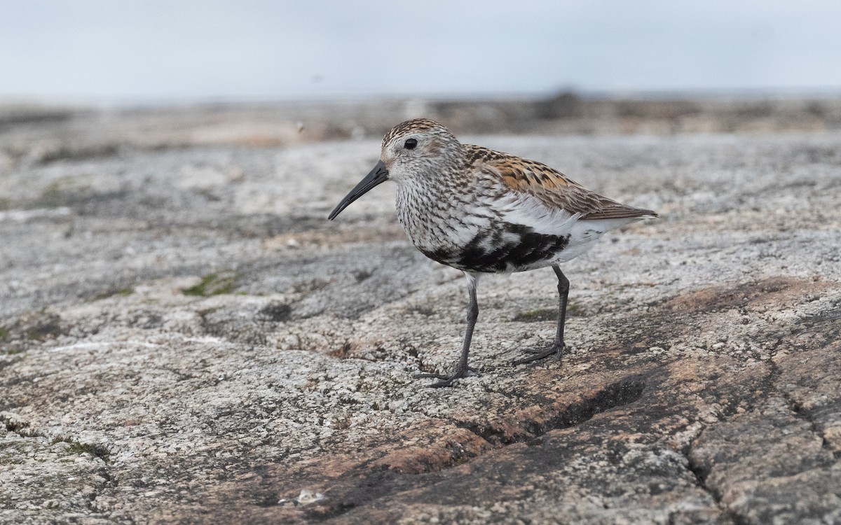 Dunlin - ML614134945