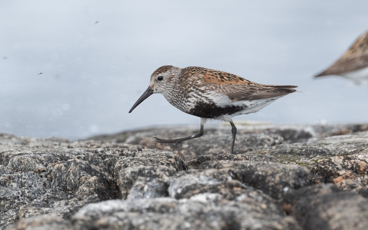 Dunlin - ML614134946