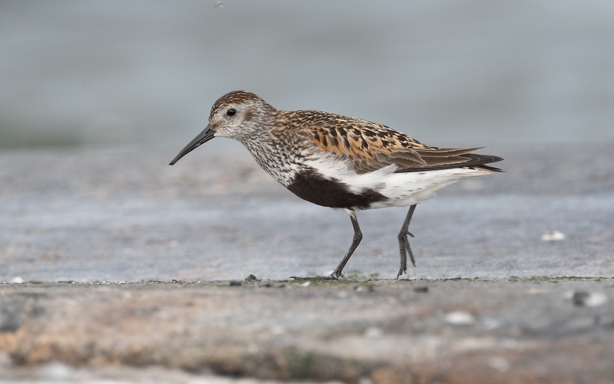 Dunlin - ML614134947