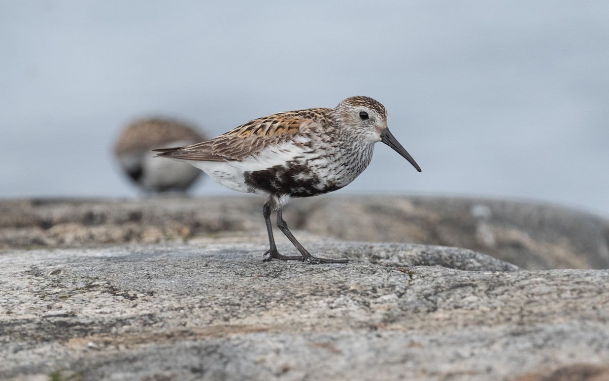 Dunlin - ML614134948