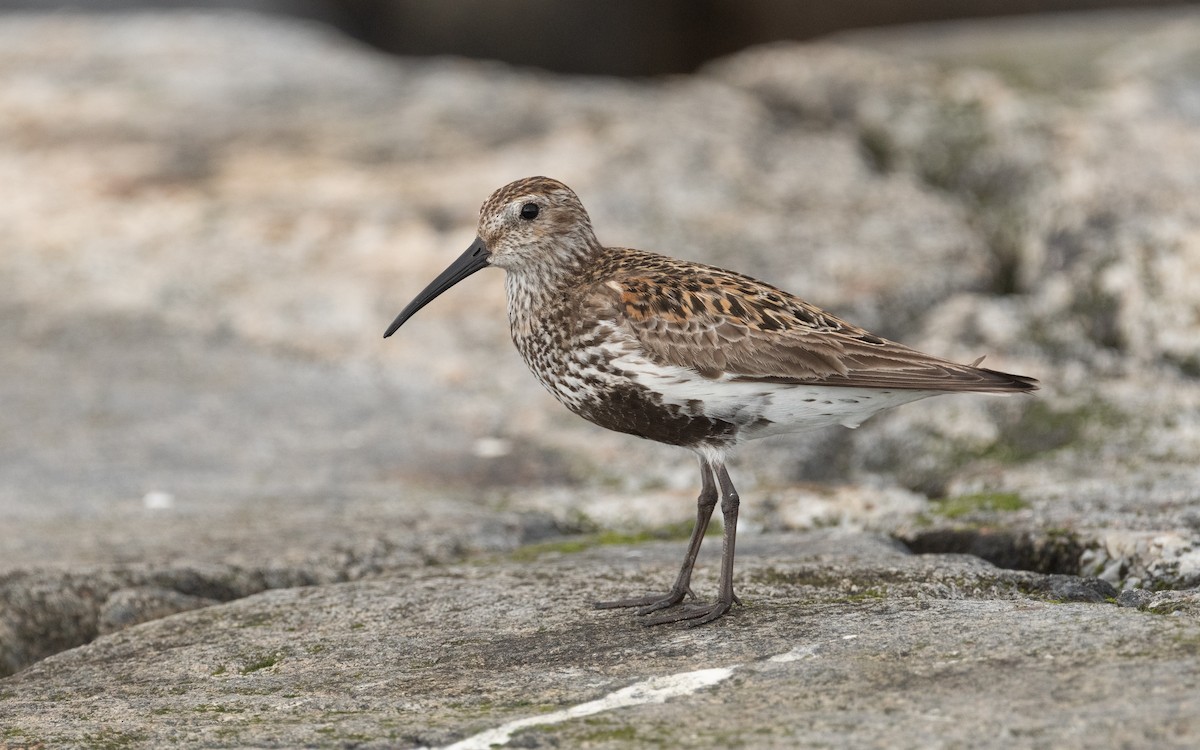 Dunlin - ML614134949